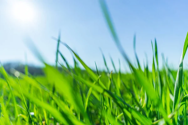 Herbe Verte Sur Ciel Bleu — Photo