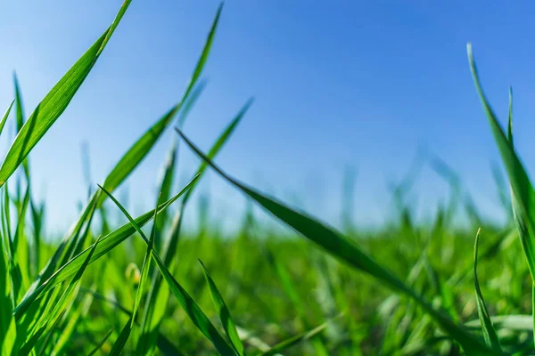 Herbe Verte Sur Ciel Bleu — Photo