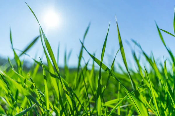 Herbe Verte Sur Ciel Bleu — Photo