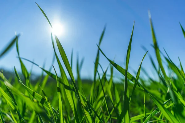 Herbe Verte Sur Ciel Bleu — Photo