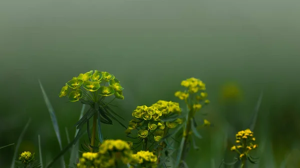 Fleurs Jaunes Isolées Sur Fond Vert Flou — Photo
