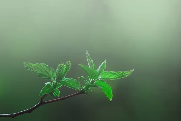 Hoja Verde Las Ramas Aislar Sobre Fondo Verde — Foto de Stock