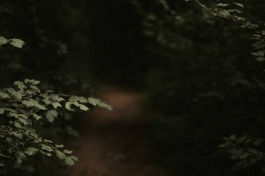 Ağaçtaki yeşil yapraklar