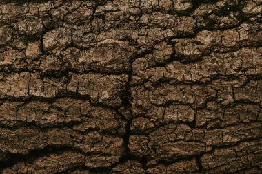 Ormandaki ağaçların dokusu