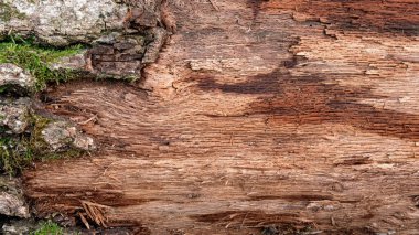 Ormandaki ağaçların dokusu