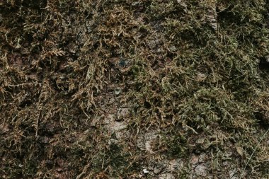 Ağaç kabuğunun yosun dokusu. Ormanda yosunları olan yaşlı, uzun ağaçlar. Ormanda yeşil yapraklı ağaçlar.