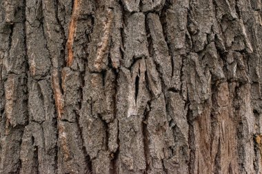 Ormandaki ağaçların dokusu