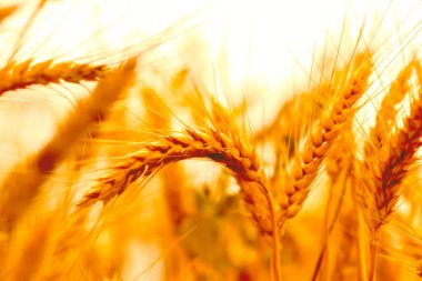 golden wheat field and sunny day clipart