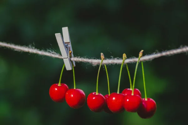 Cerezas Cuerda Jardín Día Soleado — Foto de Stock