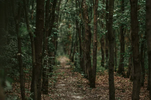 Arbres Dans Une Forêt Verte — Photo