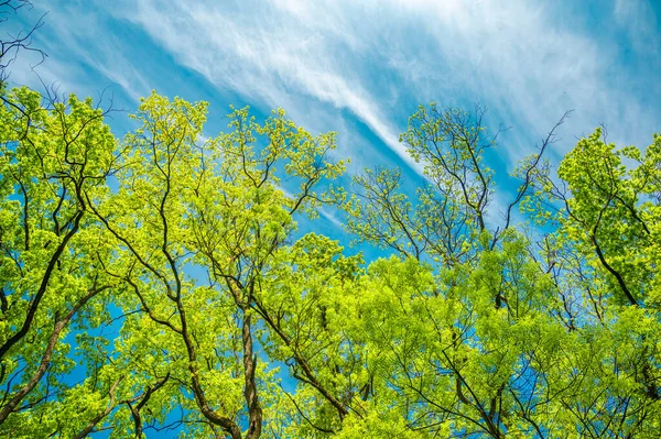 高高的树冠映衬着清澈的蓝天 阳光闪烁着 — 图库照片