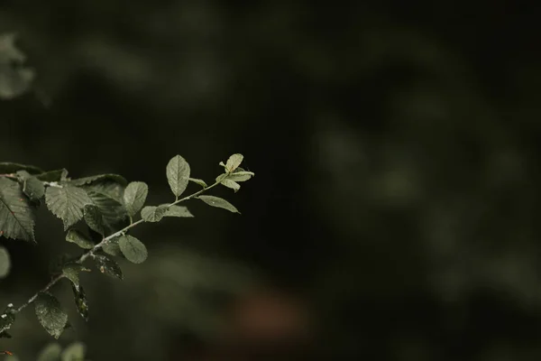 Hojas Verdes Árbol — Foto de Stock