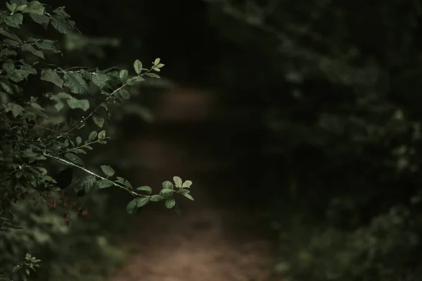 Hojas Verdes Árbol — Foto de Stock