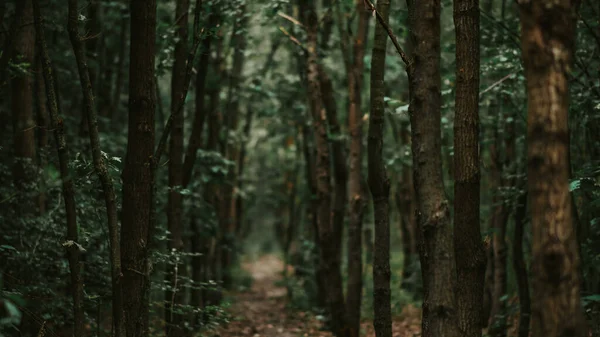 Arbres Dans Une Forêt Verte — Photo