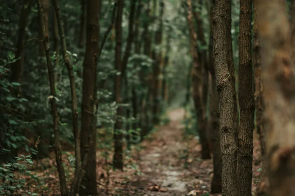 Bäume Einem Grünen Wald — Stockfoto