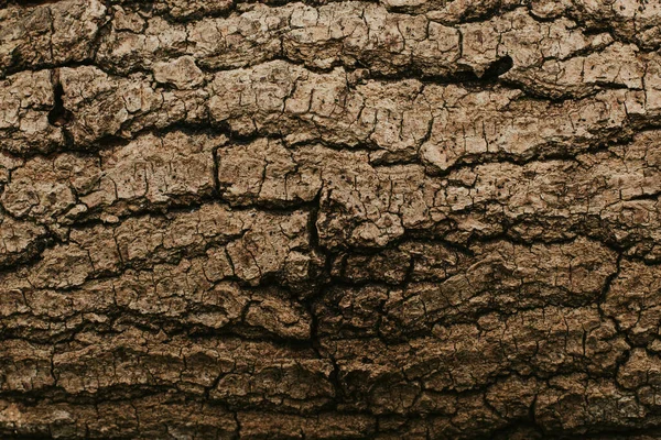 Struktur Trærne Skogen – stockfoto