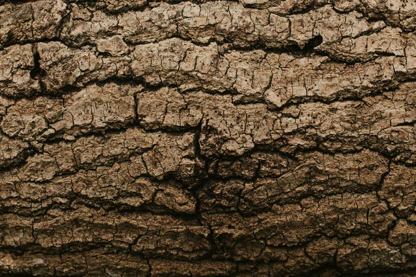 Texture Des Arbres Dans Forêt — Photo