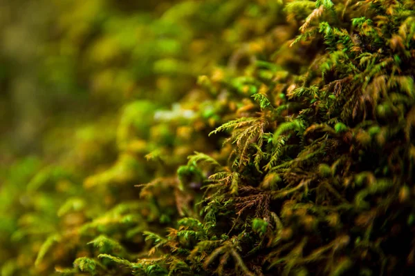 Baum Mit Moos Wurzeln Grünen Wald Oder Moos Baumstamm — Stockfoto