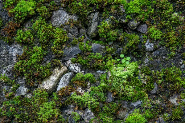 苔藓树皮的质地 森林里长满苔藓的老高树 森林里长有绿叶的树 — 图库照片