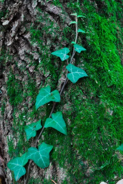 Textura Corteza Árbol Con Musgo Árboles Viejos Altos Con Musgo — Foto de Stock