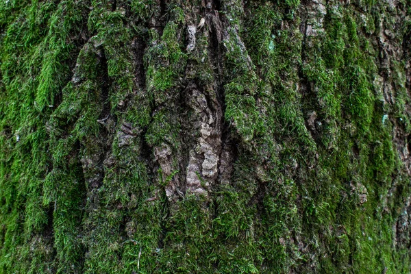 森林中树木的质感 — 图库照片