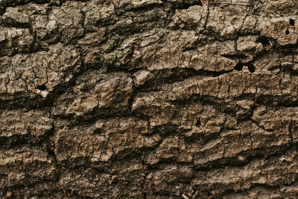 Tekstura Drzew Lesie — Zdjęcie stockowe