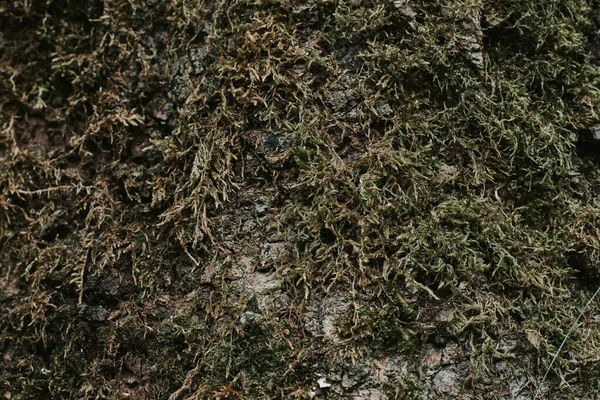 苔で樹皮の食感 森の中に苔と古い背の高い木 森に緑の葉を持つ木 — ストック写真