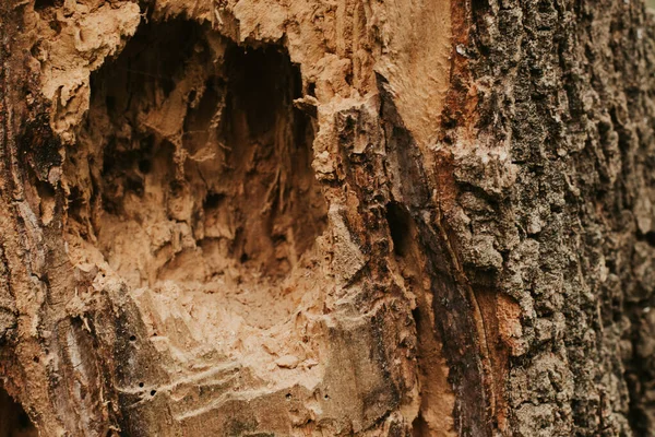 Texture Trees Forest — Stock Photo, Image