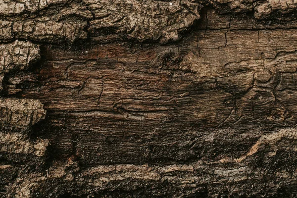 Textura Das Árvores Floresta — Fotografia de Stock