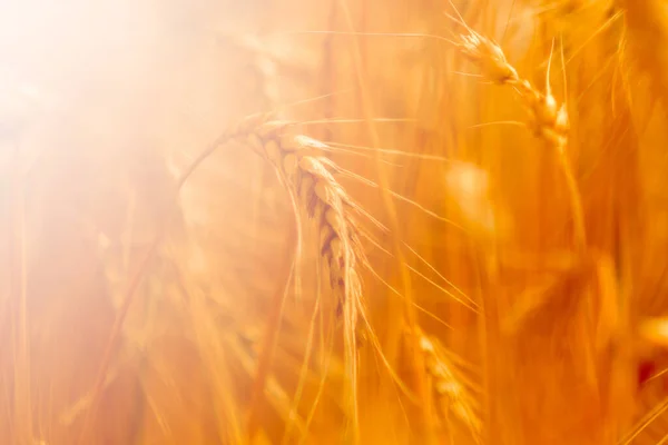 Золотое Пшеничное Поле Солнечный День — стоковое фото