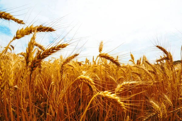 Golden Wheat Field Sunny Day — Stock Photo, Image