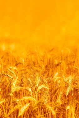 golden wheat field and sunny day clipart