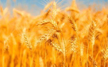 Altın buğday tarlası ve güneşli gün