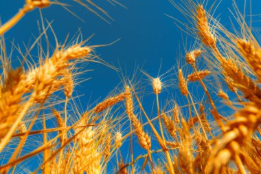 golden wheat field and sunny day clipart