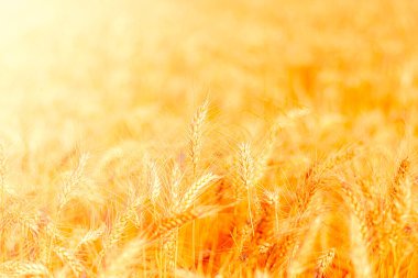 Altın buğday tarlası ve güneşli gün