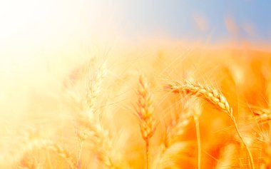 Altın buğday tarlası ve güneşli gün