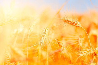 golden wheat field and sunny day clipart