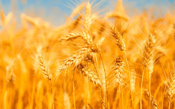 Golden Wheat Field Sunny Day — Stock Photo, Image