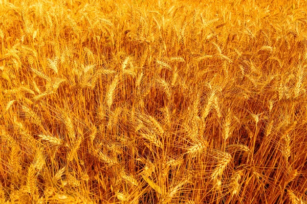 Campo Trigo Dourado Dia Ensolarado — Fotografia de Stock