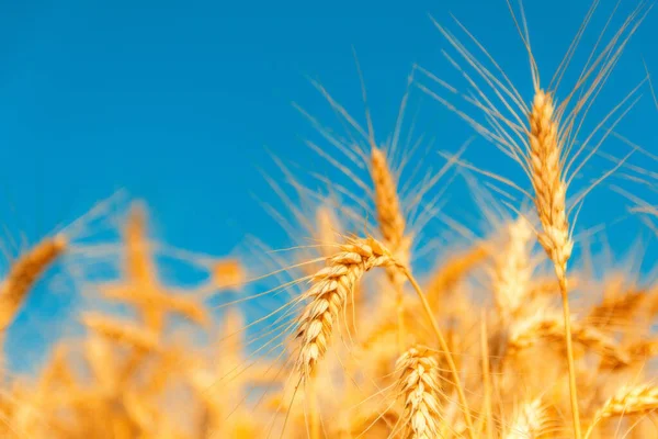 Golden Wheat Field Sunny Day — Stock Photo, Image