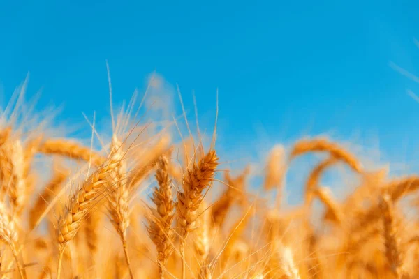 Golden Wheat Field Sunny Day — Stock Photo, Image