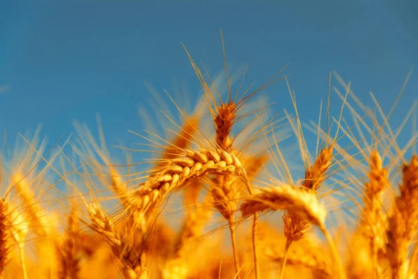 Golden Wheat Field Sunny Day — Stock Photo, Image