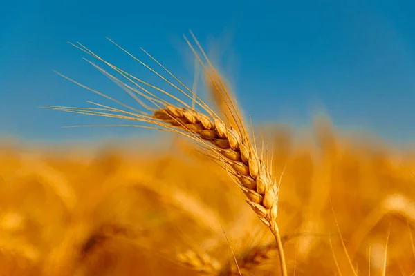 Golden Wheat Field Sunny Day — Stock Photo, Image