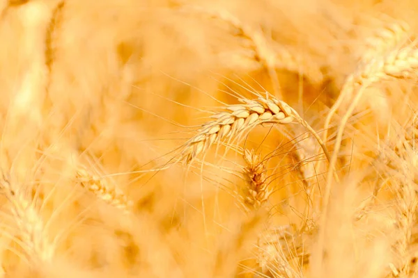 Golden Wheat Field Sunny Day — Stock Photo, Image