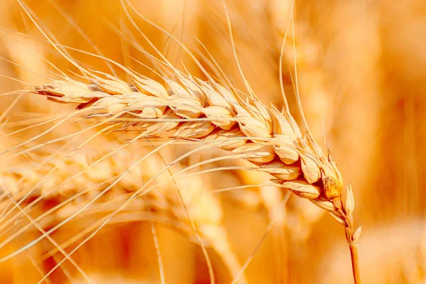 Golden Wheat Field Sunny Day — Stock Photo, Image