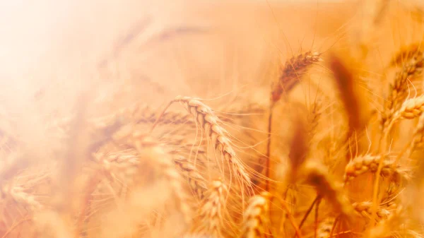 Campo Trigo Dorado Día Soleado —  Fotos de Stock