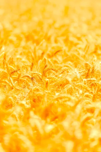 Złote Pole Pszenicy Słoneczny Dzień — Zdjęcie stockowe