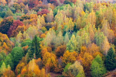 Dağların sonbahar manzarası renkli ormanlarla dolu.