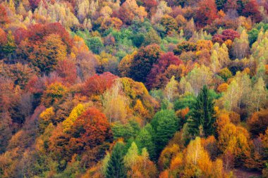 Dağların sonbahar manzarası renkli ormanlarla dolu.