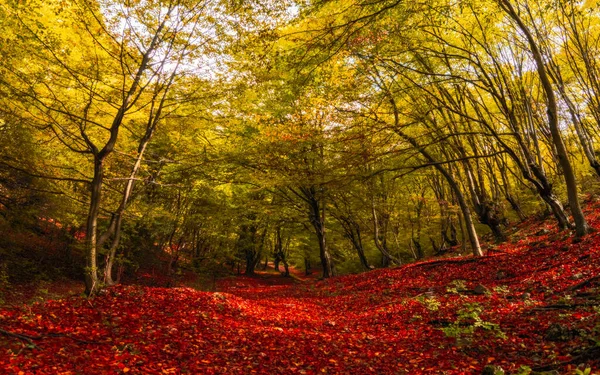 Beau Paysage Automne Avec Des Arbres Jaunes Soleil Feuillage Coloré — Photo